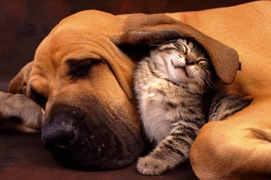 Cats And Dogs Wallpapers Wallpapers Cave