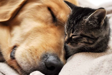 Cat And Dog Sleeping Wallpapers And Images Wallpapers, Pictures ...