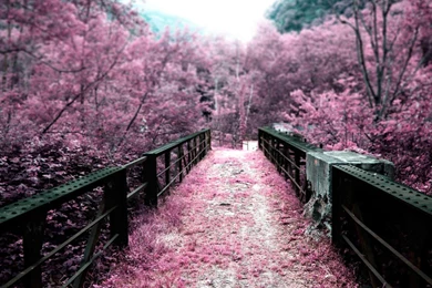 Sakura Garden natural Landscape Wallpapers 2560x1600 Wallpapers ...