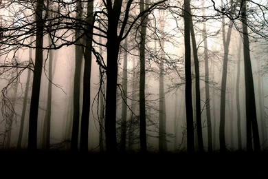 Dark Forest Wallpapers Hd Wallpapers