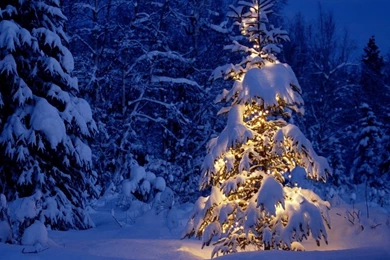 Free Christmas Tree Images Wallpapers Goodnola