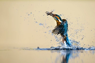 Kingfisher Bird HD Wallpapers For Desktop