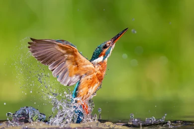 Kingfisher (