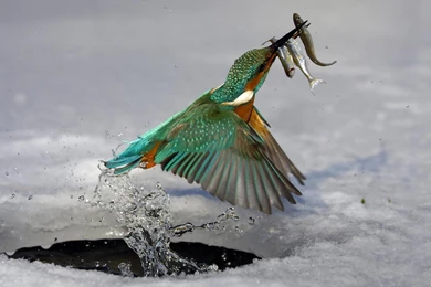 Kingfisher Bird HD Wallpapers WAter Wallpapers Z