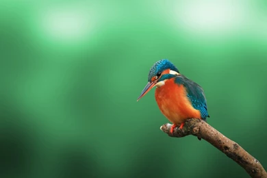 Kingfisher HD Wallpapers IHD Wallpapers