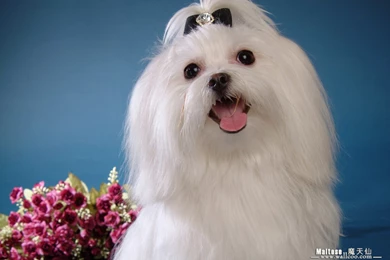 Maltese Puppies Wallpapers Maltese Pictures 1280x1024 NO.6 ...