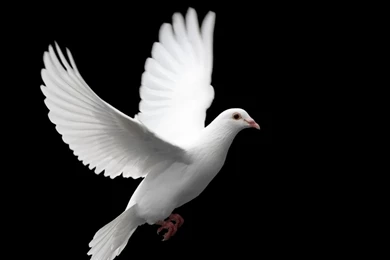 Black Wallpapers 117 HD Wallpapers