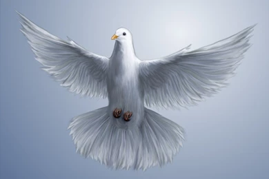 Birds: Dove Flying Wings Bird Free Download Wallpapers For HD 16:9 ...