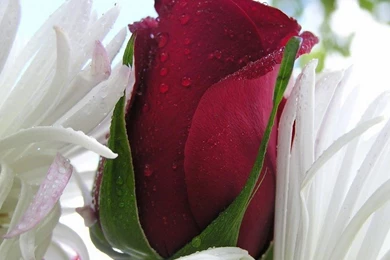 Widescreen Desktop Wallpepers: Most Beautiful Flower Wallpapers