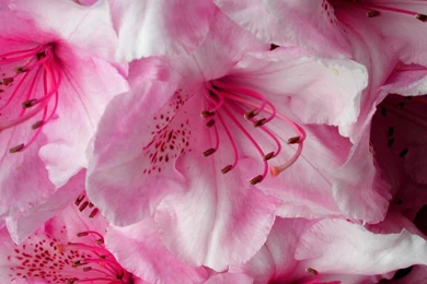 Download Beautiful Flower Wallpapers For Desktop