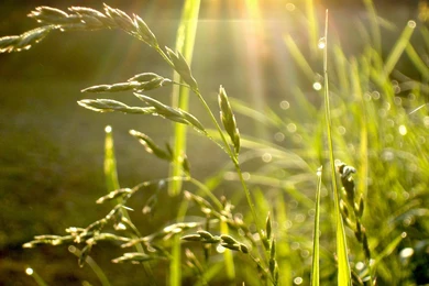 Rain wallpapers summer 2013 6