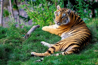 High Quality Tiger Beautiful Wallpapers BestePics