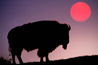 Bison Wallpapers Animals Town