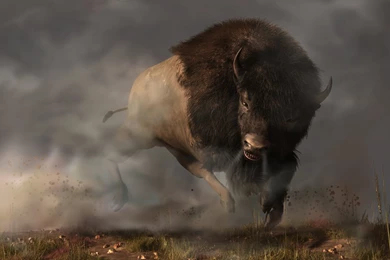 Bison Stampede Wallpaper.
