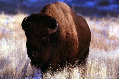 Amazing Bison Wallpapers