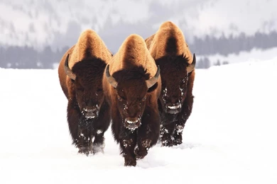Bison Herd Snow Wallpaper.