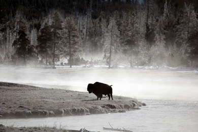 41 American Bison HD Wallpapers