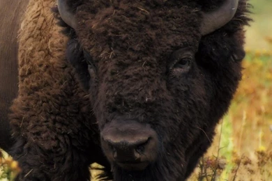 Download Wallpapers 750x1334 Bison, Road, Fog, Stand iPhone 6 HD ...