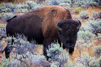 Wallpaper: Bison, Bull, Buffalo, Animal, Mammalia, Wilderness ...