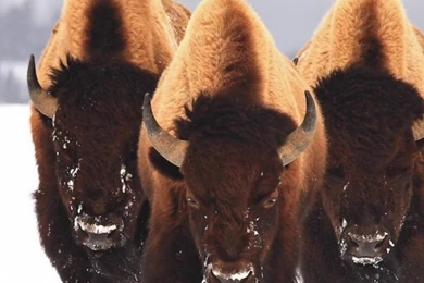 Sony Xperia Z1, ZL, Z, Samsung Galaxy S4, HTC One Bison Wallpapers ...