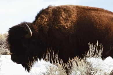 Bison iPhone 6 Wallpapers 30861 Animals iPhone 6 Wallpapers ...