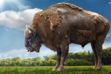 Giant Bison Wallpapers 1920x1200 ImgMob