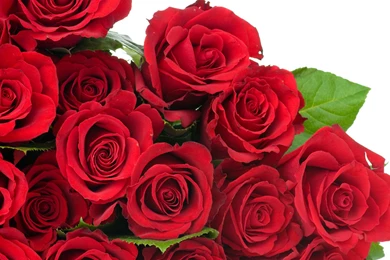 Rose Hd Wallpapers Collection (44+)