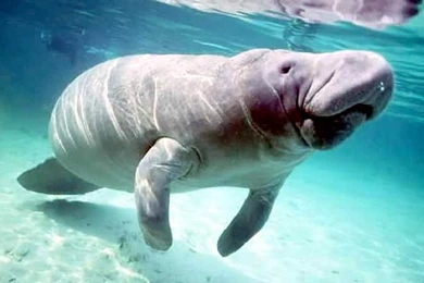 Manatee Wallpapers Wallpapers Cave