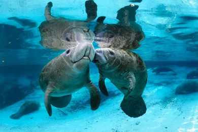 Cute Manatee Wallpaper.