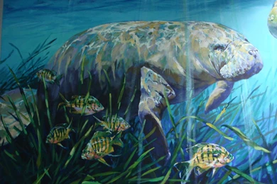 Manatee Painting Wallpaper.