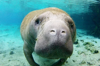 Manatee History And Some Interesting Facts