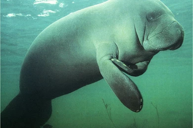 Manatee Mammal