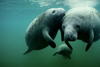 13 Quality Peugeot 308 Wallpapers, Cars