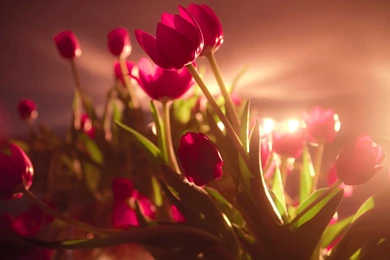 Red flowers awesome tulips photo wallpaper 1920x1080 Magic4Walls.com