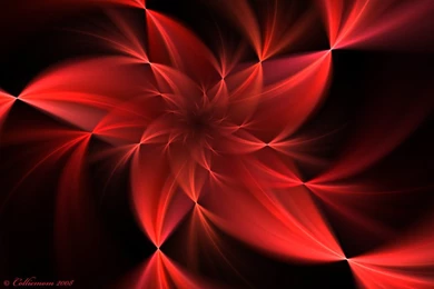 Red Flowers Wallpapers Wallpapers HD Wide
