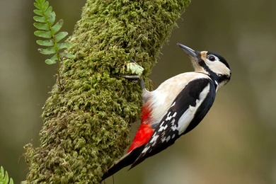Woodpecker Wallpapers Animal Wallpapers
