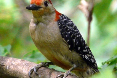 Woodpecker Wallpapers And Backgrounds Animals Town