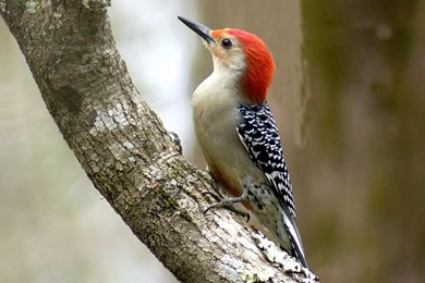 Desktop Wallpapers » Animals Backgrounds » Red Bellied Woodpecker ...