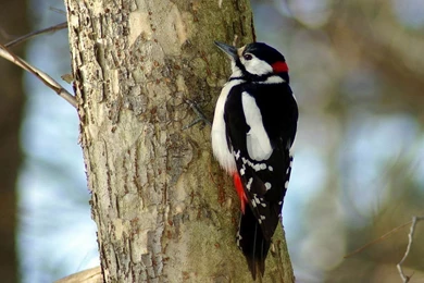 Woodpecker Wallpapers Animal Wallpapers