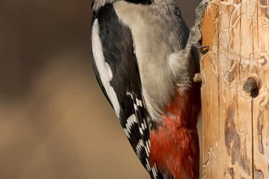 Download Birds Woodpecker Wallpapers 1181x1772