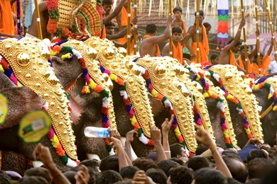 Fest300 Thrissur Pooram Elephant Festival Photos, Videos, And ...