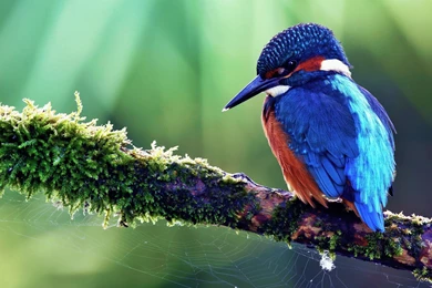 Kingfisher Bird >> HD Wallpaper, Get It Now!