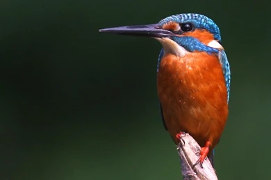 Belted Kingfisher With Fish Wallpaper.