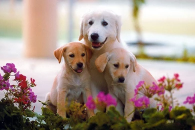Cute Dog Wallpapers