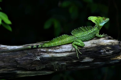 Nature Wallpapers Reptiles