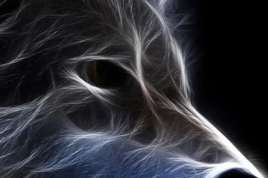 Wallpapers For Phone