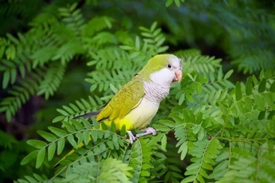 American Parrot Photoparrot Wallpapers Parakeet Wallpapers Hd ...