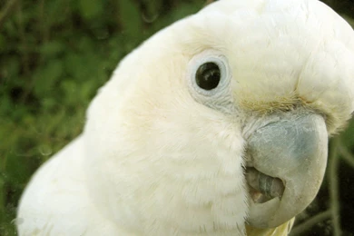 The Pictures For > White Parrots Wallpapers