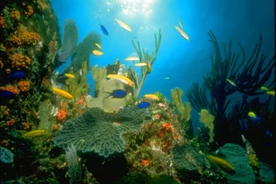 Animated Gif Desktop Backgrounds Wallpapers HD Base