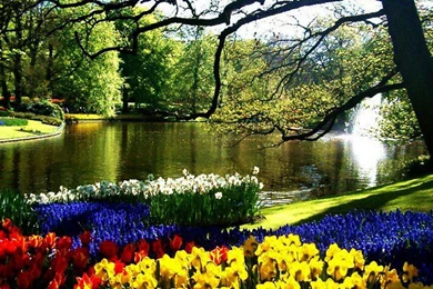 FLOWERS IN KEUKENHOF NETHERLANDS WALLPAPER (